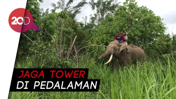 Gajah Bantu PLN Banda Aceh Terangi Serambi Mekah