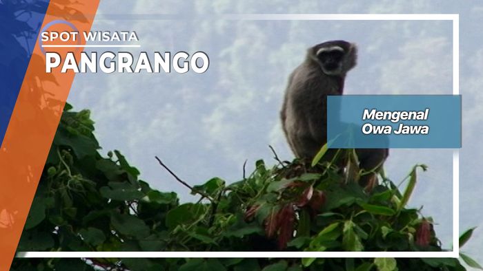 Mengenal Owa Jawa, Pangrango