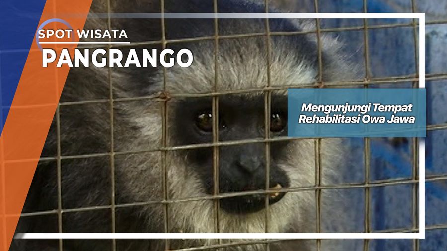 Mengunjungi Tempat Rehabilitasi Owa Jawa, Pangrango