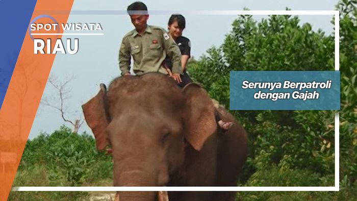 Serunya Berpatroli dengan Gajah, Riau