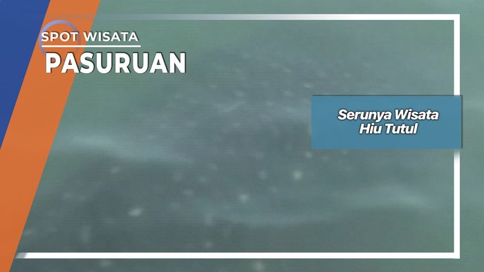 Serunya Wisata Hiu Tutul, Pasuruan
