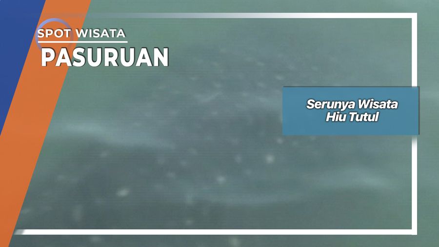 Serunya Wisata Hiu Tutul, Pasuruan