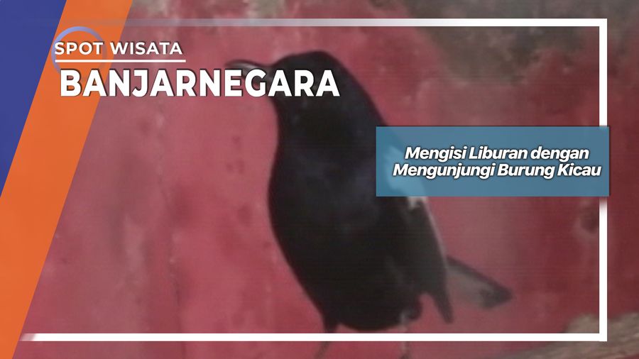 Mengisi Liburan dengan Mengunjungi Burung Kicau, Banjarnegara