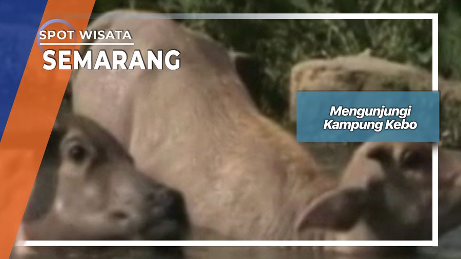 Mengunjungi Kampung Kebo, Semarang