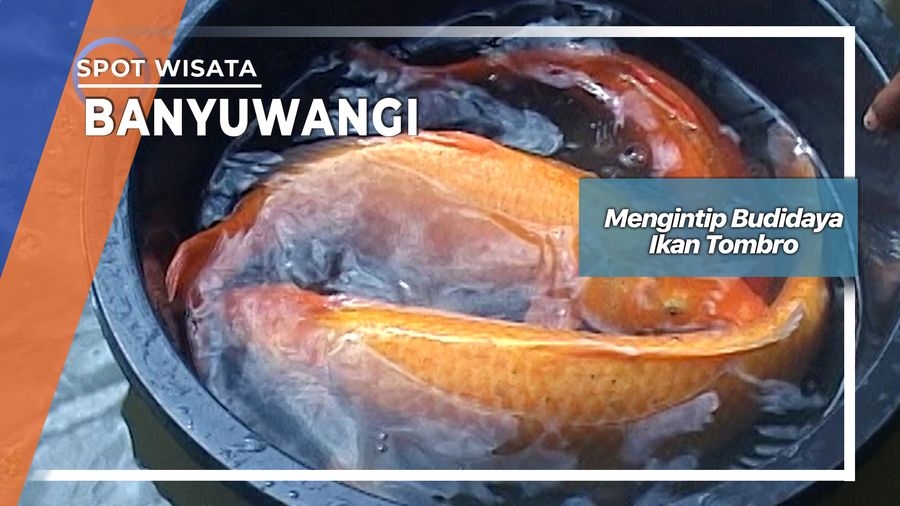 Mengintip Budidaya Ikan Tombro, Banyuwangi