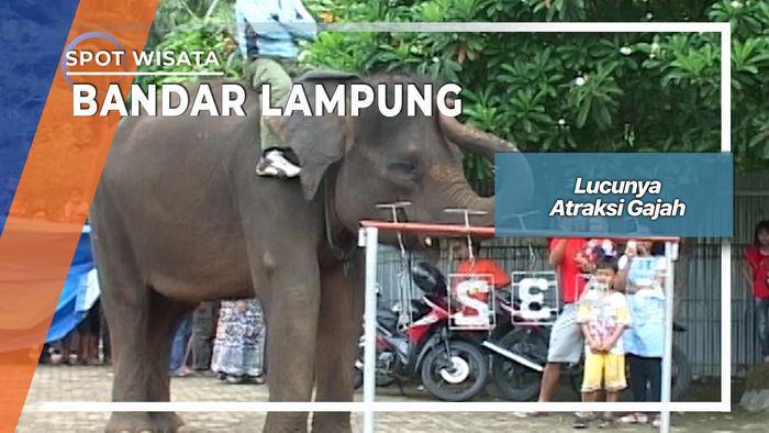Lucunya Atraksi Gajah, Bandar Lampung