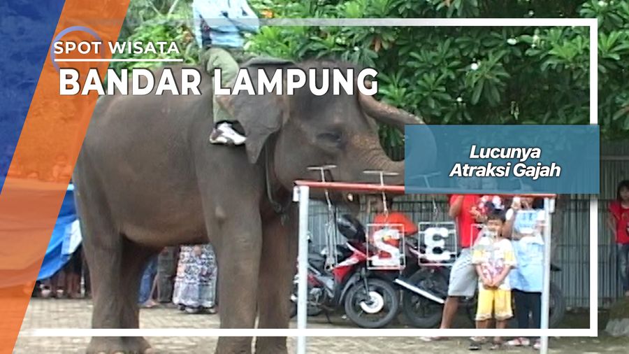 Lucunya Atraksi Gajah, Bandar Lampung