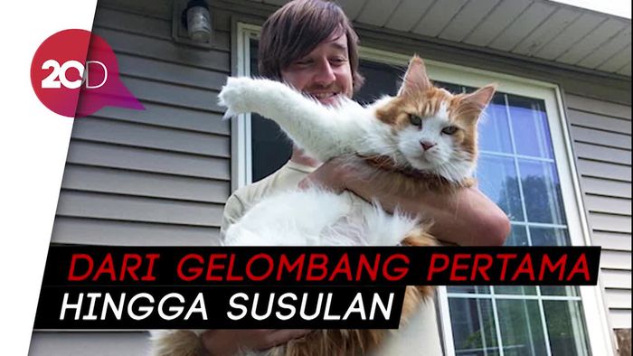 Pakar Amerika Sebut Kucing Bisa Bantu Deteksi Gempa