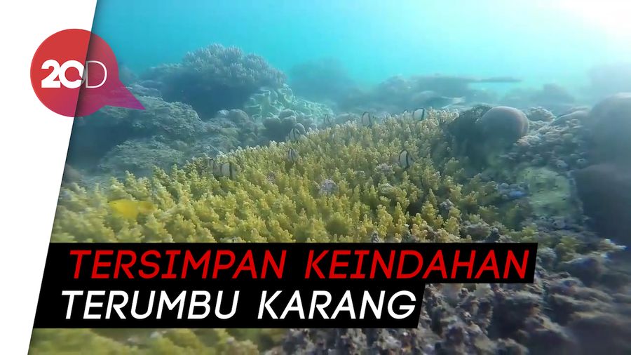 Surga Bawah Laut Gonda Mangrove Park di Polewali Mandar Surga Bawah Laut Gonda Mangrove Park di Polewali Mandar