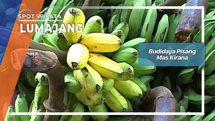 Budidaya Pisang Mas Kirana, Lumajang