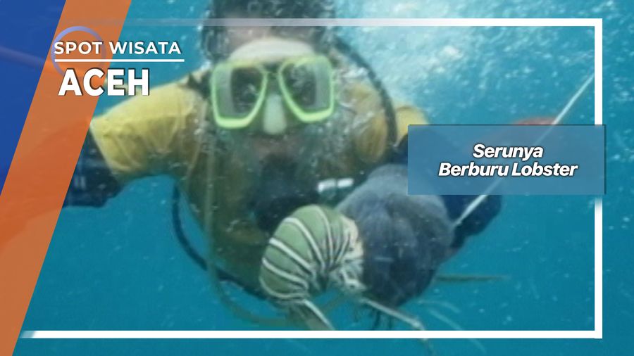 Serunya Berburu Lobster, Aceh