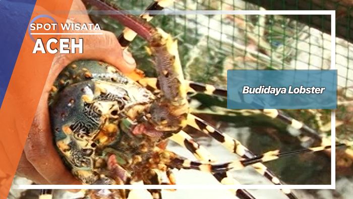 Budidaya Lobster, Aceh