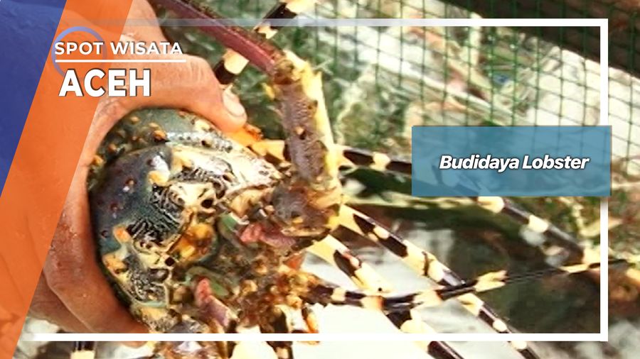 Budidaya Lobster, Aceh