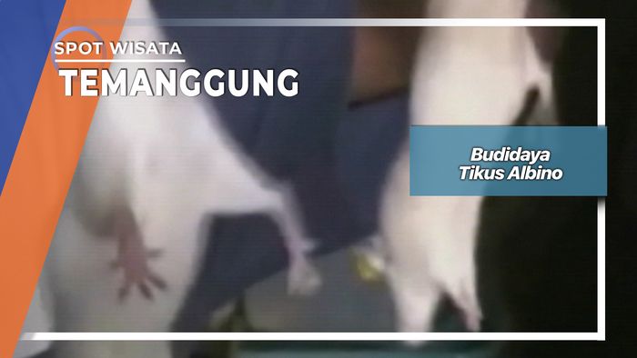 Budidaya Tikus Albino, Temanggung