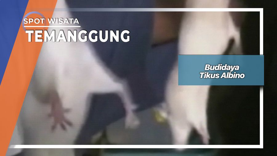 Budidaya Tikus Albino, Temanggung