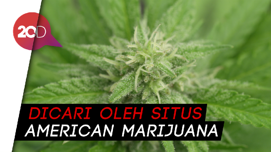 Buka Lowongan! Penguji Ganja Profesional Dibayar Rp 500 Juta