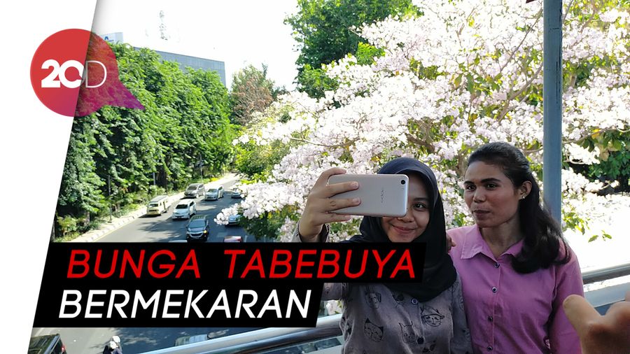 Indahnya Jalanan Kota Surabaya saat Bunga Tabebuya Bermekaran