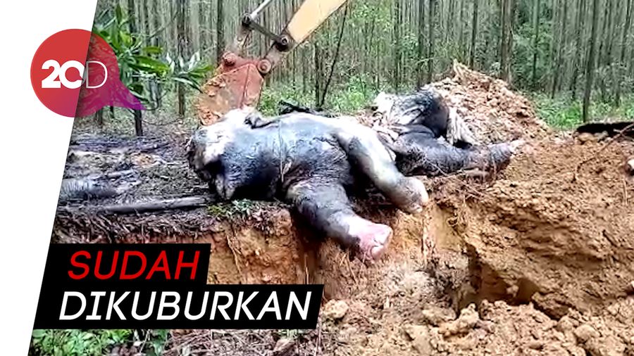 Miris! Gajah Liar Ditemukan Mati di Riau