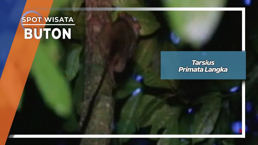 Tarsius Primata Langka, Buton