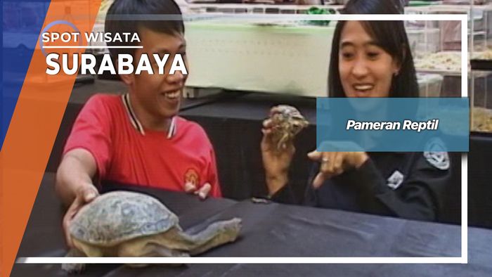 Pameran Reptil, Surabaya