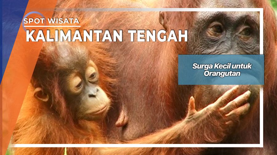 Surga Kecil untuk Orangutan, Kalimantan Tengah