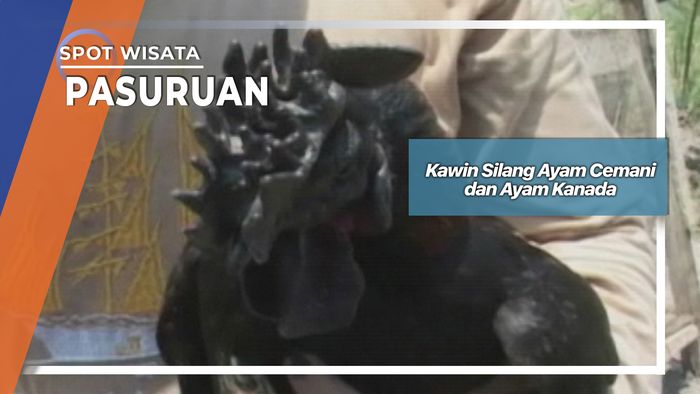 Kawin Silang Ayam Cemani dan Ayam Kanada, Pasuruan