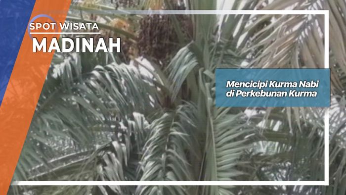 Mencicipi Kurma Nabi, di Perkebunan Kurma Madinah, Madinah