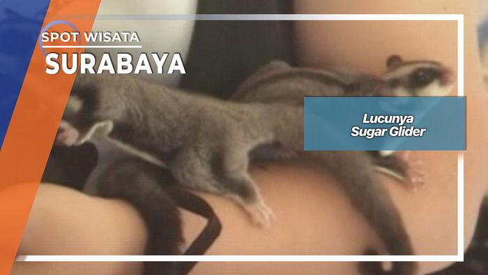 Lucunya Sugar Glider, Surabaya