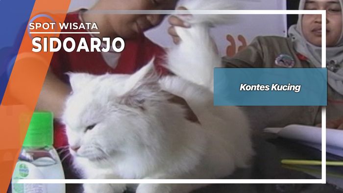 Kontes Kucing, Sidoarjo