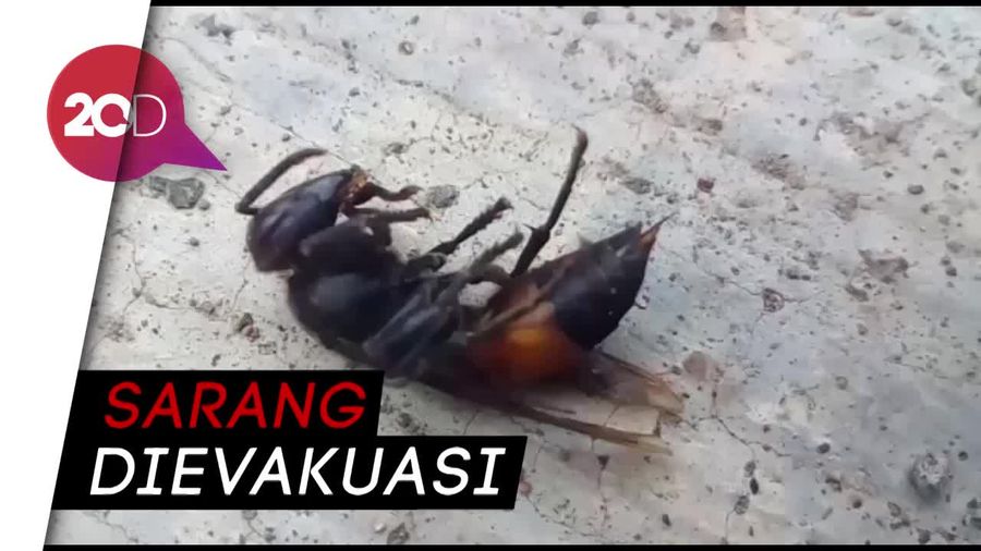 Tawon Vespa Serang 2 Anak, Damkar Turun Tangan