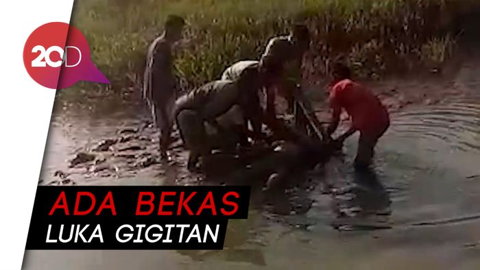 Geger Penemuan Mayat di Pasangkayu, Diduga Diserang Buaya