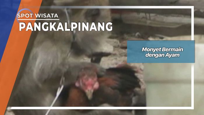 Monyet Bermain dengan Ayam Pangkalpinang