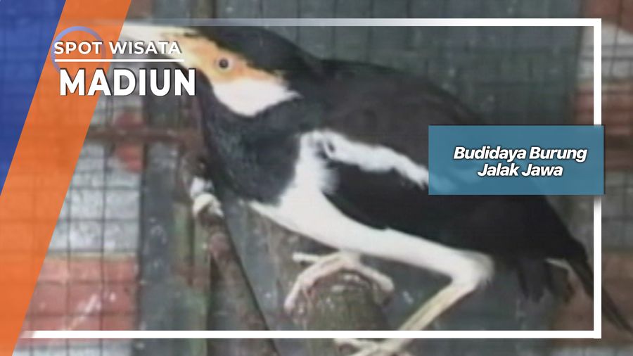 Budidaya Menggiurkan Burung Jalak Jawa 