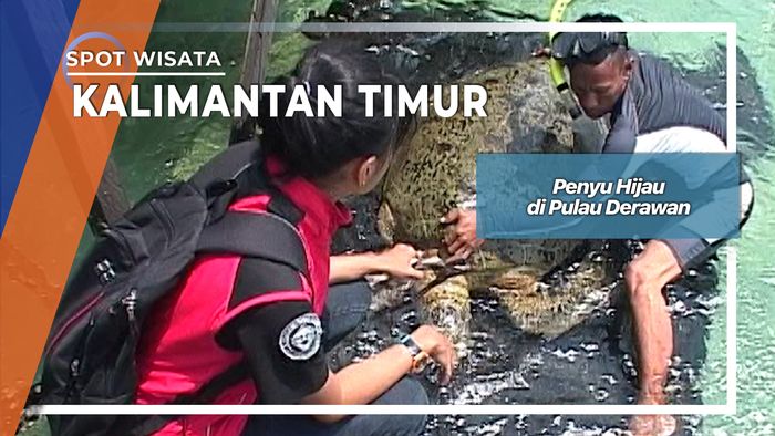 Penyu Hijau di Pulau Derawan Kalimantan Timur