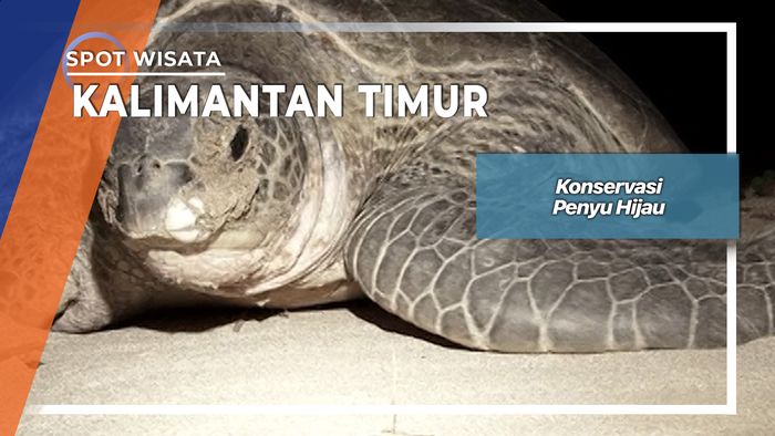 Konservasi Penyu Hijau di Pulau Derawan Kalimantan Timur