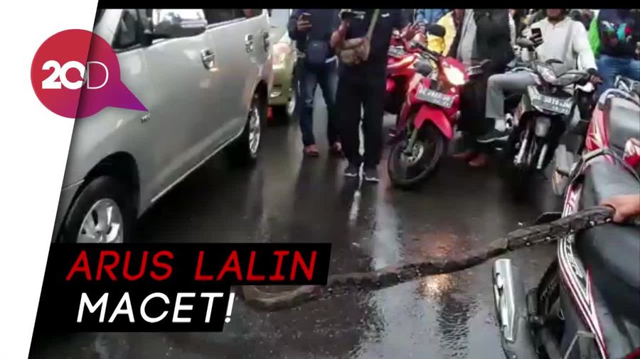 Hii! Ular 3,5 Meter Muncul di Jalan Protokol Palembang yang Kebanjiran