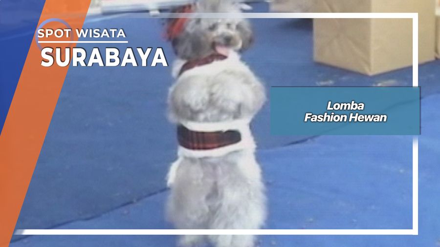 Lomba Fashion Hewan Surabaya
