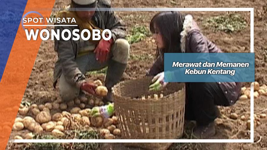 Merawat dan Memanen Kebun Kentang Wonosobo