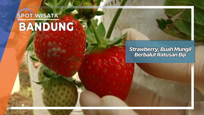 Strawberry, Buah Mungil Berbalut Ratusan Biji Bandung