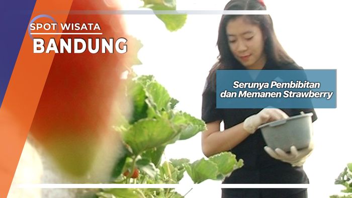 Serunya Pembibitan dan Memanen Strawberry Bandung