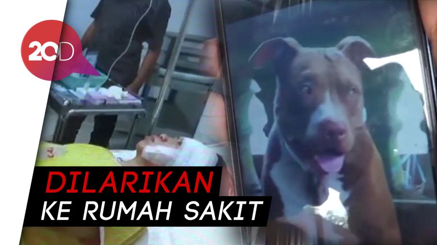 Seorang Wanita Diserang Anjing Pitbull di Makassar