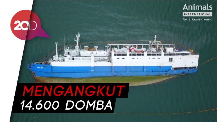 Kapal Kargo Terbalik, Ribuan Domba Tenggelam
