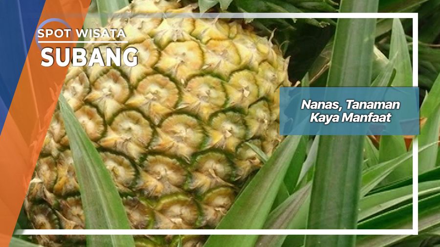 Nanas, Tanaman Kaya Manfaat, Subang