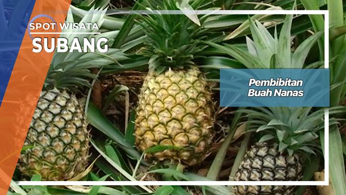 Pembibitan Buah Nanas, Subang
