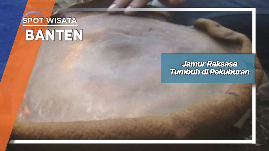 Jamur Raksasa Tumbuh di Pekuburan, Banten