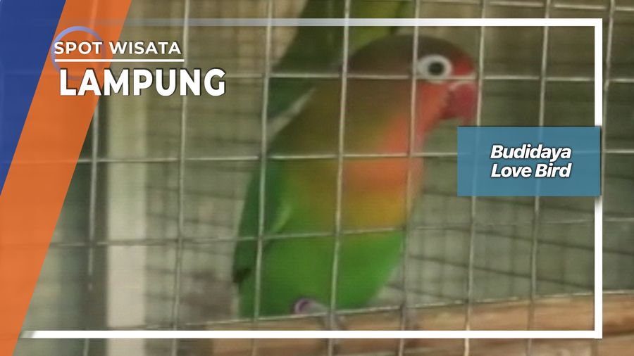 Budidaya Love Bird, Lampung