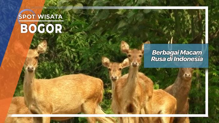 Berbagai Macam Rusa di Indonesia, Bogor