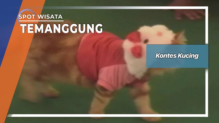 Kontes Kucing, Temanggung