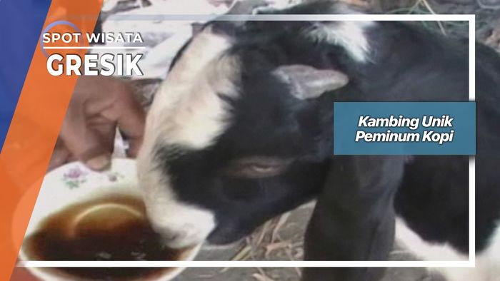 Kambing Unik Peminum Kopi, Gresik
