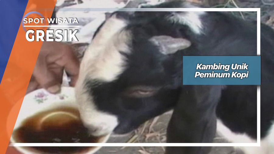 Kambing Unik Peminum Kopi, Gresik